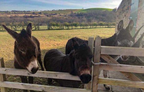 Donkeys at The Workshop, a traditional, self-catering cottage located in Newton-on-the-Moor, Northumberland